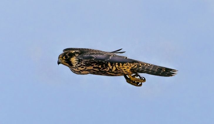 6 Burung Paling Jago Terbang, Mulai yang Cepat Hingga Paling Akrobatik