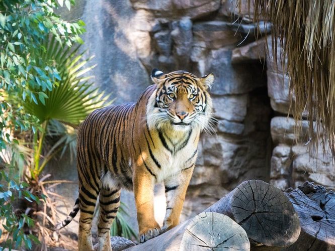 Imbas Cuaca Ekstrem dan Survive, Harimau Sumatera Keluar dari Hutan  