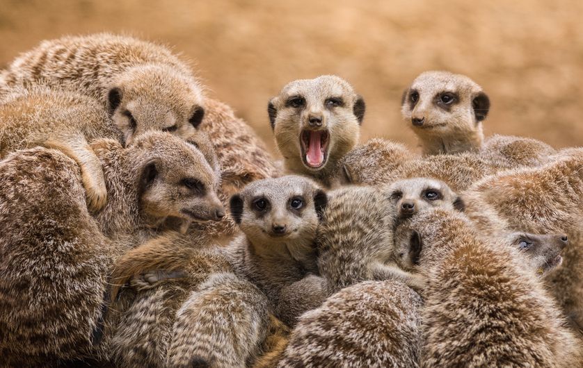 4 Fakta Unik Meerkat Hewan Inspirasi Timon Di Film The Lion King
