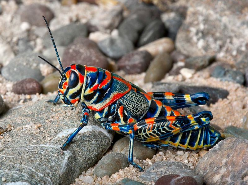 5 Hewan  dengan Warna  Unik dan Gak Disangka Cantik Banget 