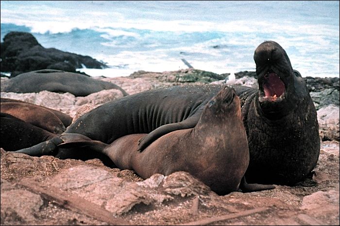 5 Fakta Gajah Laut  Mamalia Laut  Unik yang Punya Belalai