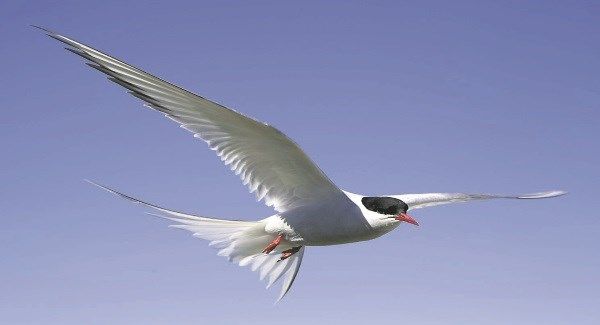 6 Burung Paling Jago Terbang, Mulai yang Cepat Hingga Paling Akrobatik