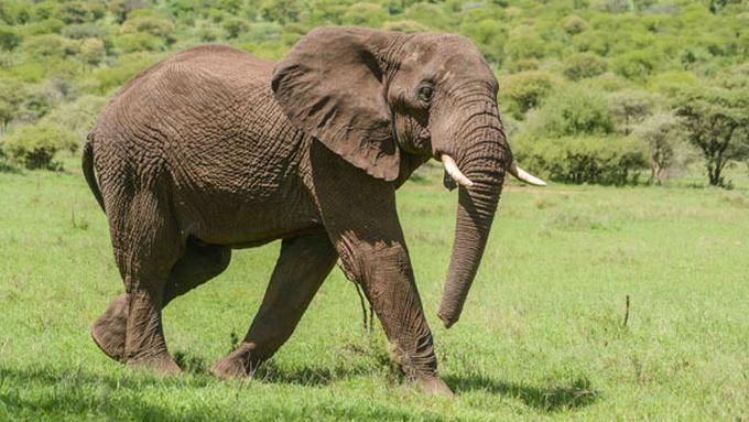 Gajah Sumatra Rusak Tiga Pondokan Warga OKU Selatan