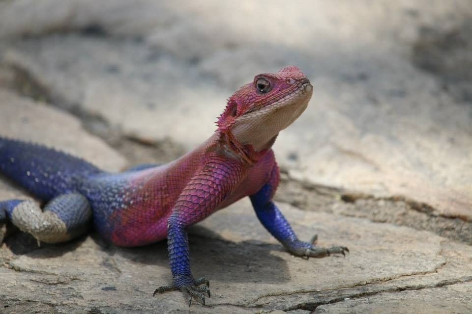 6 Reptil Dengan Penampilan Terunik Ada Yang Mirip Spider Man