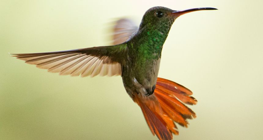 6 Burung Paling Jago Terbang, Mulai yang Cepat Hingga Paling Akrobatik