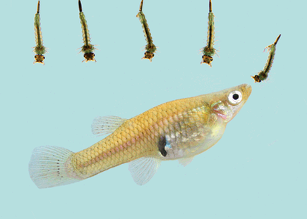 7 Fakta Unik Ikan Cere atau Guppy yang Sering Ditemui di Selokan