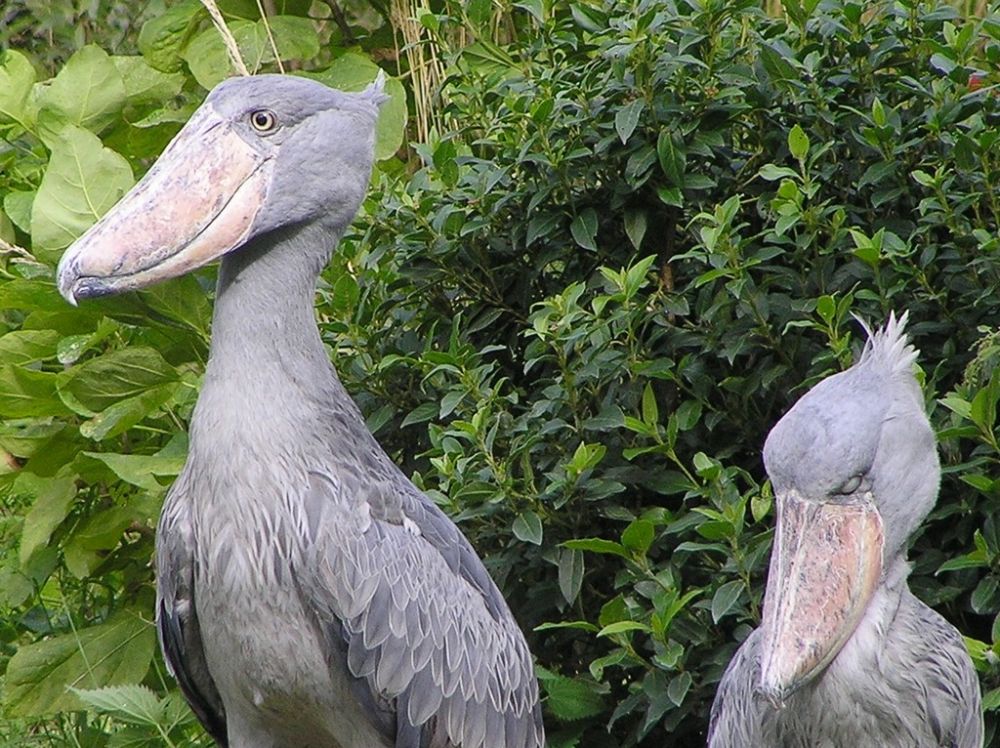 Hippogriff di Dunia Nyata Ini 10 Fakta Tentang Burung  