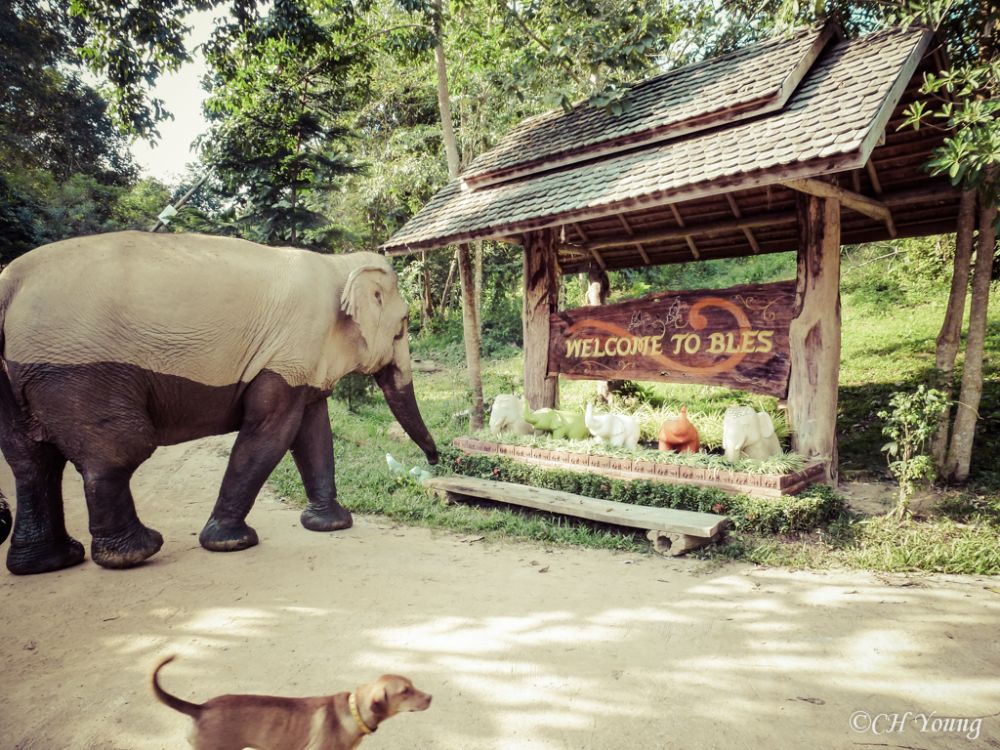 Destinasi Wisata Gajah Thailand