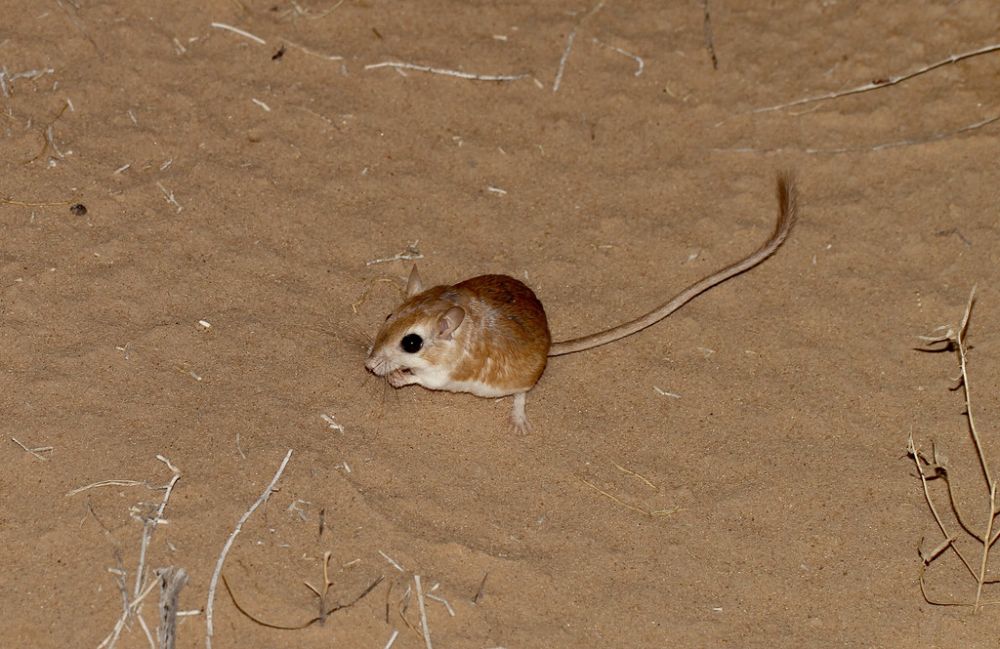 7 Hewan Yang Bisa Hidup Di Gurun Sahara