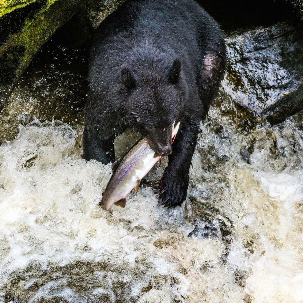 8 Spot Animal-Watching Terbaik di Dunia, Harus Mampir Barang Sekali