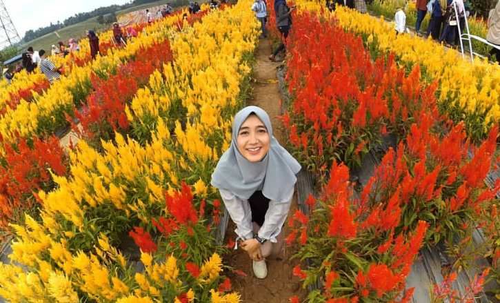 9 Wisata Taman Bunga Celosia Di Indonesia Yang Nuansanya Ala