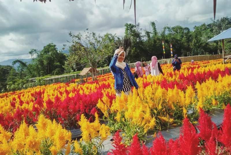 9 Wisata Taman Bunga Celosia Di Indonesia Yang Nuansanya Ala