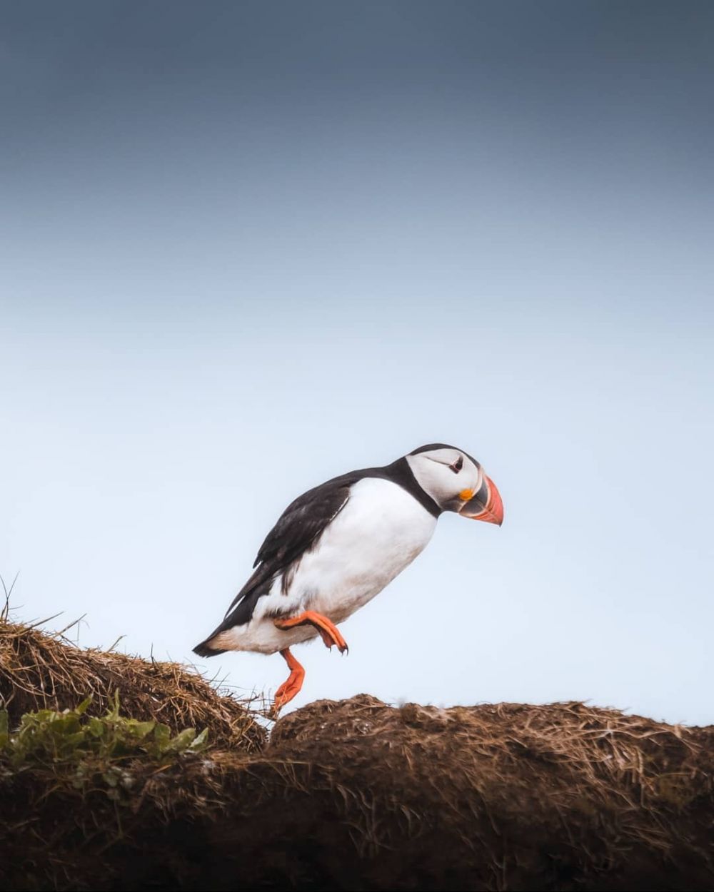 8 Spot Animal-Watching Terbaik di Dunia, Harus Mampir Barang Sekali