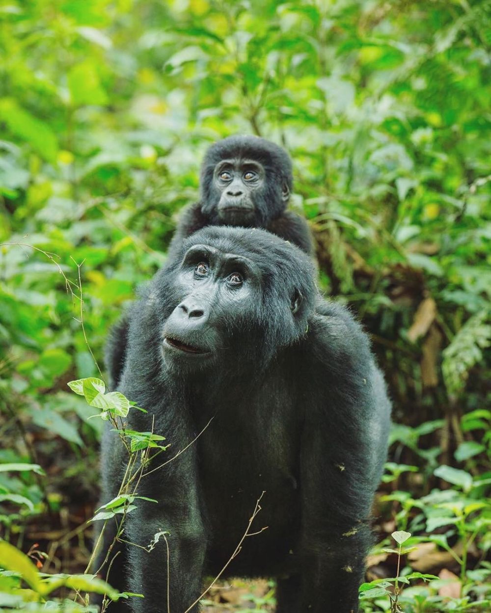 8 Spot Animal-Watching Terbaik di Dunia, Harus Mampir Barang Sekali