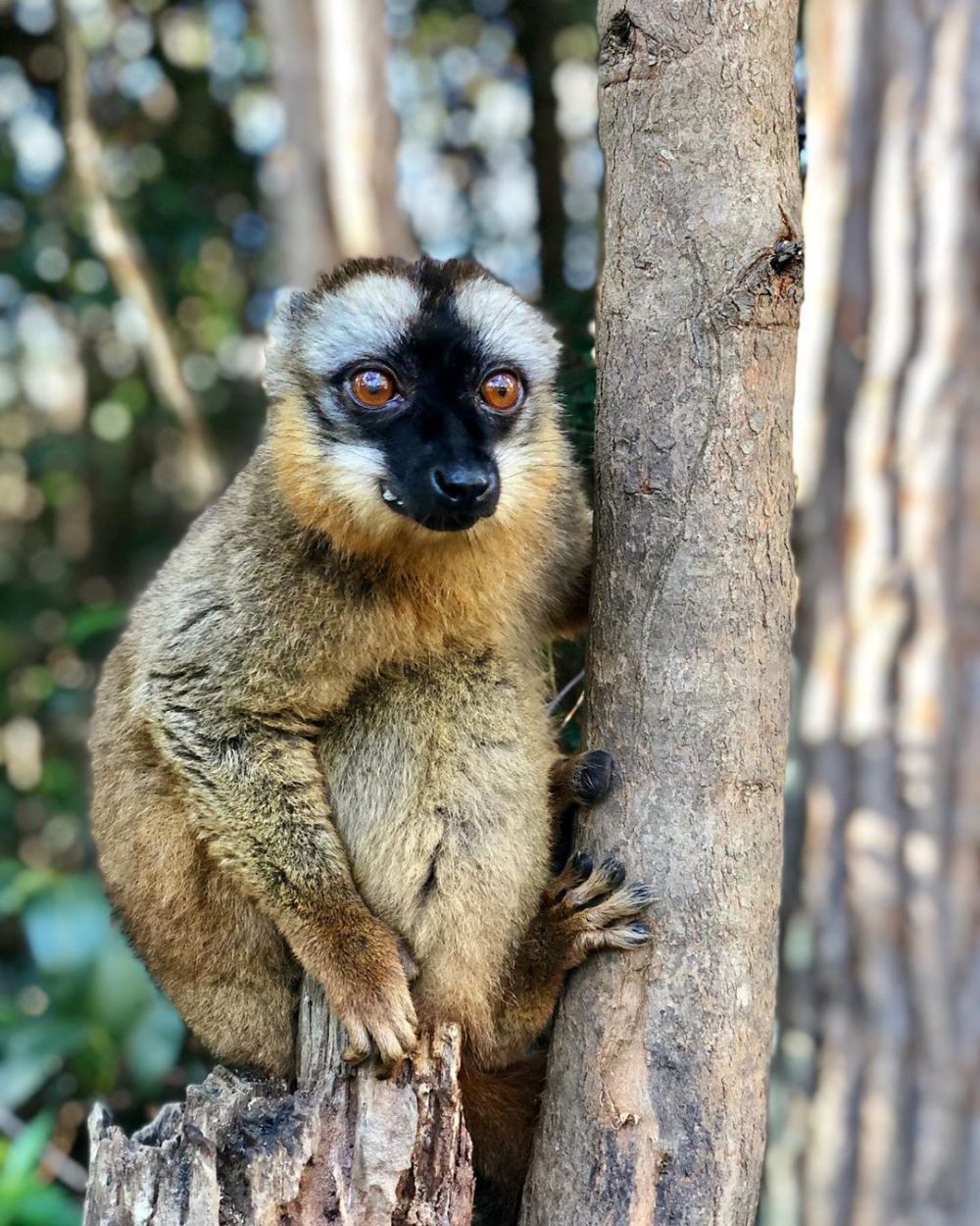 8 Spot Animal-Watching Terbaik di Dunia, Harus Mampir Barang Sekali