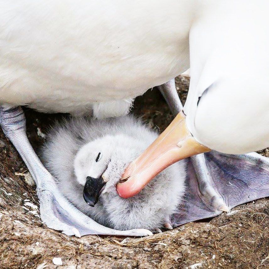 8 Spot Animal-Watching Terbaik di Dunia, Harus Mampir Barang Sekali