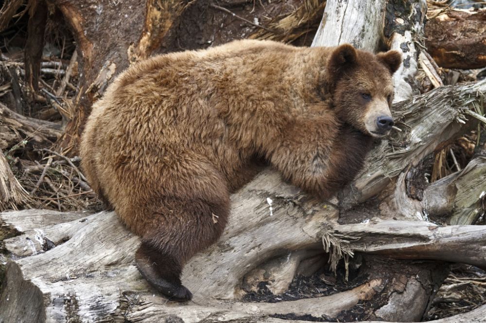 Ini 5 Hal yang Terjadi Pada Tubuh Beruang Ketika Hibernasi