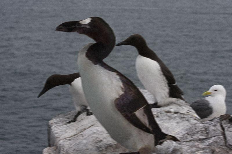 7 Burung yang Mirip dengan Penguin, Apakah Mereka Berkerabat