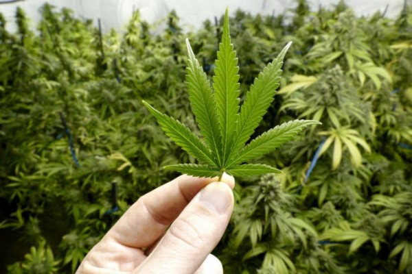 Thailand Resmi Legalkan Ganja Sebagai Medis, Bagaimana Indonesia?