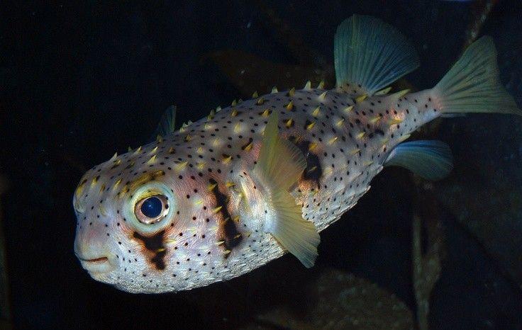 fugu liver