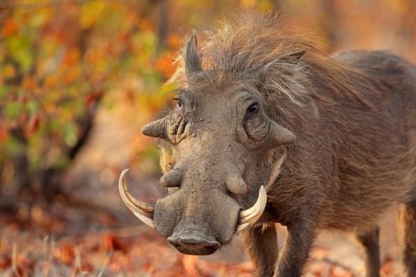 5 Fakta Unik Babi Warthog, Hewan Protagonis di Film The Lion King