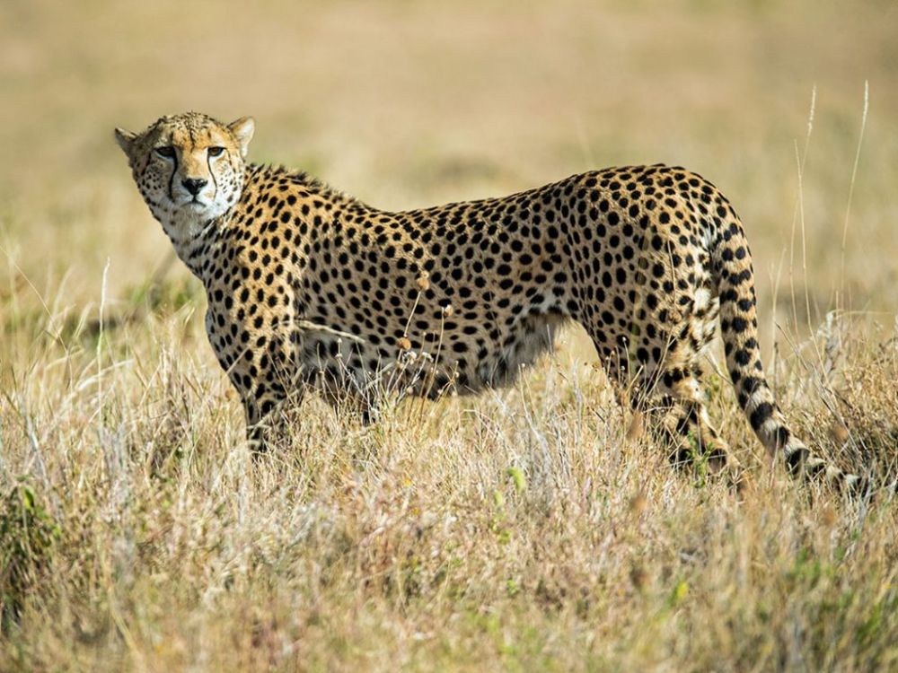 7 Anggota Keluarga Kucing Besar, Mana yang Paling Keren?