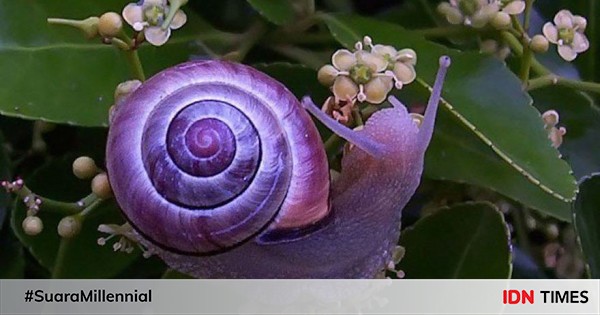5 Hewan Dengan Warna Unik Dan Gak Disangka Cantik Banget