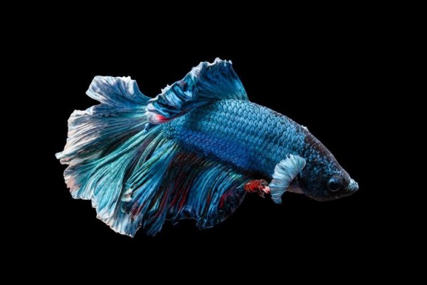5 Fakta Menarik Ikan Cupang Si Cantik Yang Suka Berantem