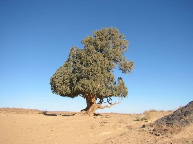 Selain Kurma, 7 Tumbuhan Ini Bisa Tumbuh di Wilayah Sahara