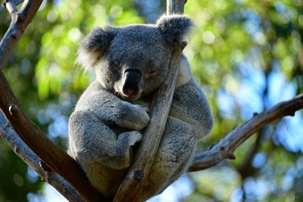 Selain Koala, 5 Hewan Ini Juga Punya Hobi Tidur Sepanjang Hari