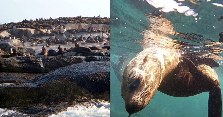 7 Pulau Unik yang Dihuni Banyak Hewan di Dunia Sudah Tahu 