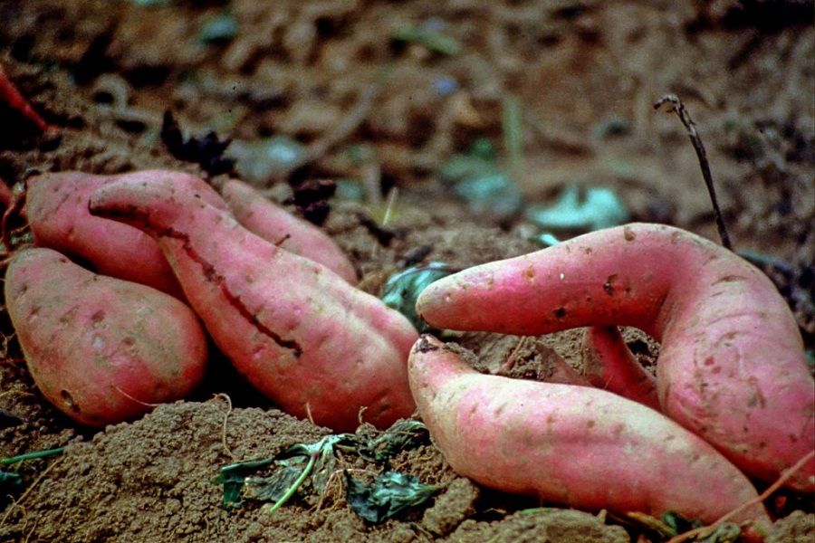 Jangan Konsumsi Berlebihan, 5 Sayuran Ini Kandungan Gulanya Tinggi