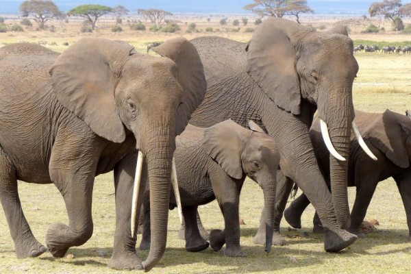 Serupa Tapi Tak Sama, Ini 5 Perbedaan Gajah Afrika dan Gajah Asia