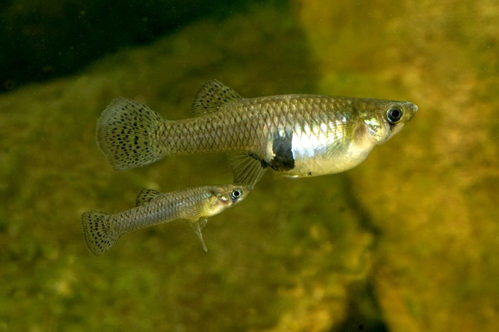 7 Fakta Unik Ikan Cere  atau Guppy yang Sering Ditemui di 