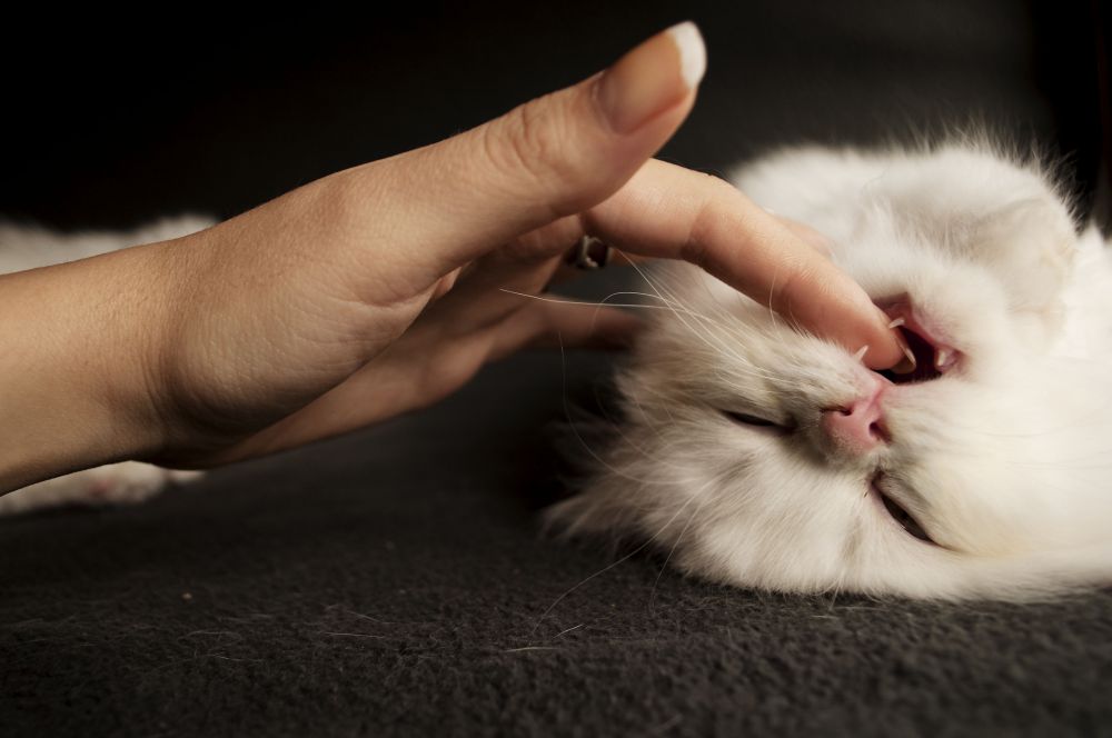 Cat Scratch Disease, Cakaran Kucing yang Berujung Jadi Penyakit!