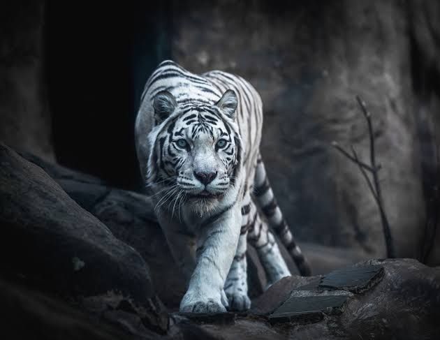 Gambar Harimau Yang Seram