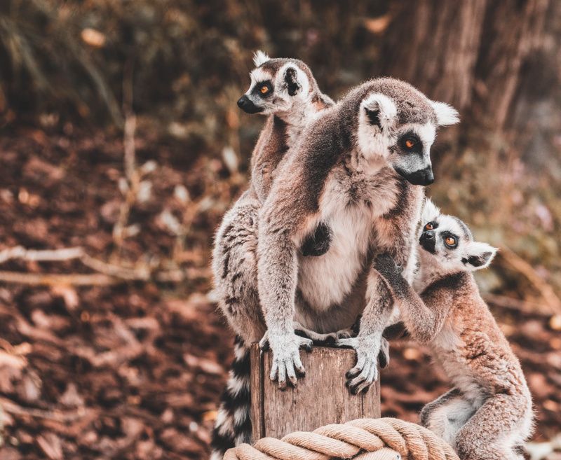 7 Fakta Unik Tentang Lemur Si Malas Yang Ternyata Sangat Cerdas