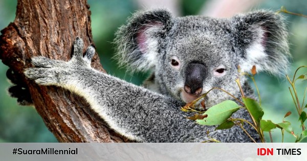 39+ Foto hewan koala lucu update
