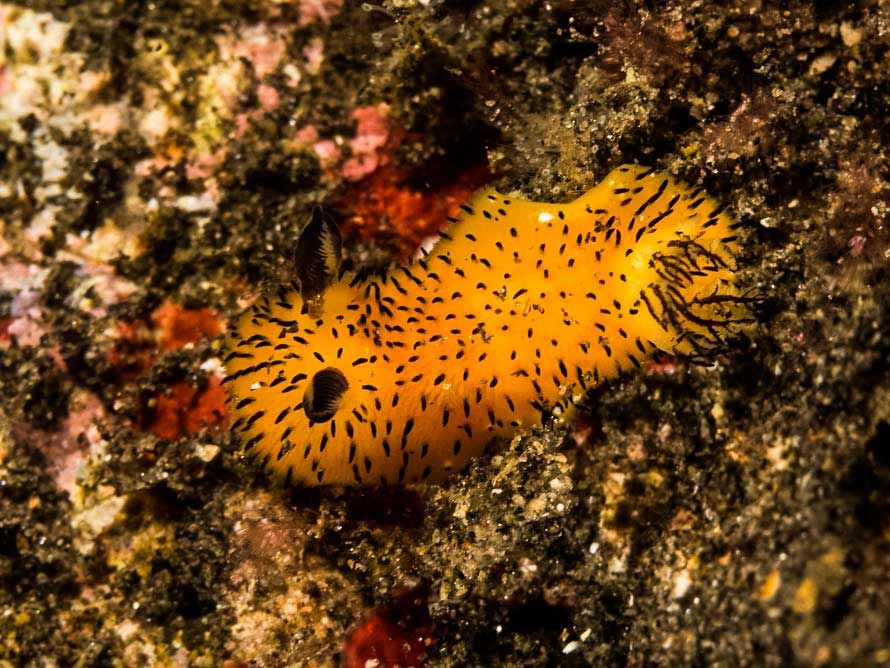 5 Fakta Kelinci Laut Si Mungil Yang Senang Hidup Di Dasar Air