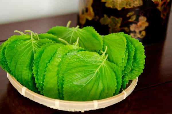 Sering Ada di Masakan Korea, Ini 5 Manfaat Daun Perilla Bagi Kesehatan