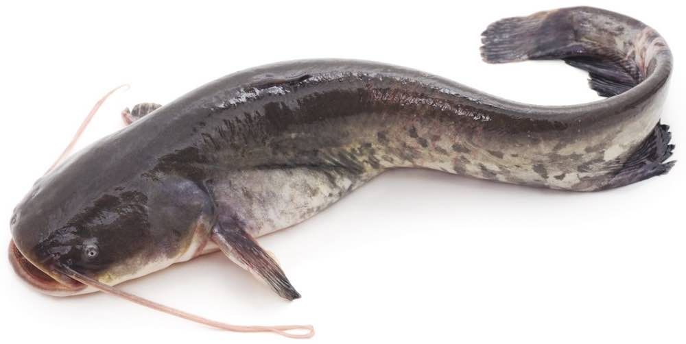 Balai Benih Ikan di Kudus Dua Bulan Tak Bisa Produksi Lele dan Nila