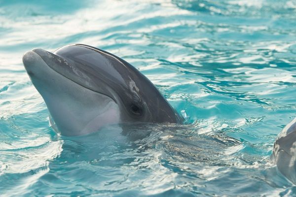 Lumba-lumba yang Mati di Hotel Buleleng Alami Gangguan Pencernaan