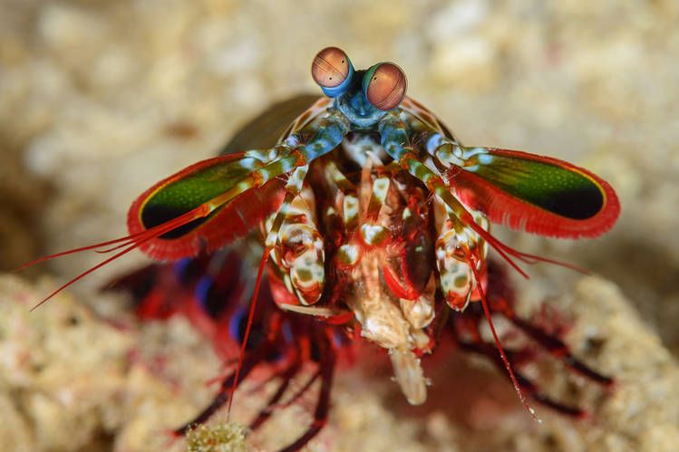 7 Fakta Udang Sentadu, Si Petinju Bawah Laut