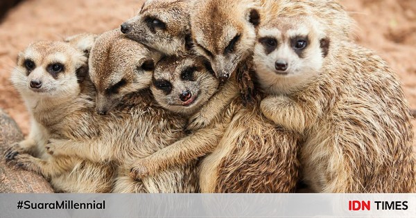 6 fakta meerkat yang gak banyak diketahui, lucu maksimal!