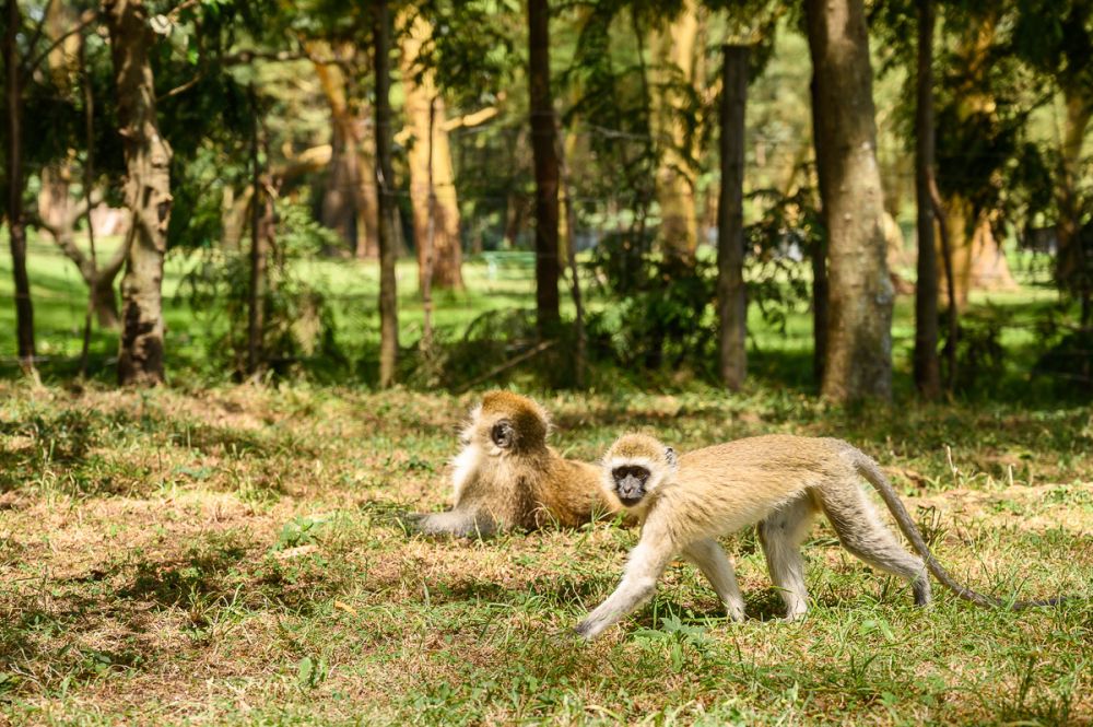 Diserang Monyet, Dua Anak di Simalungun Alami Luka Serius
