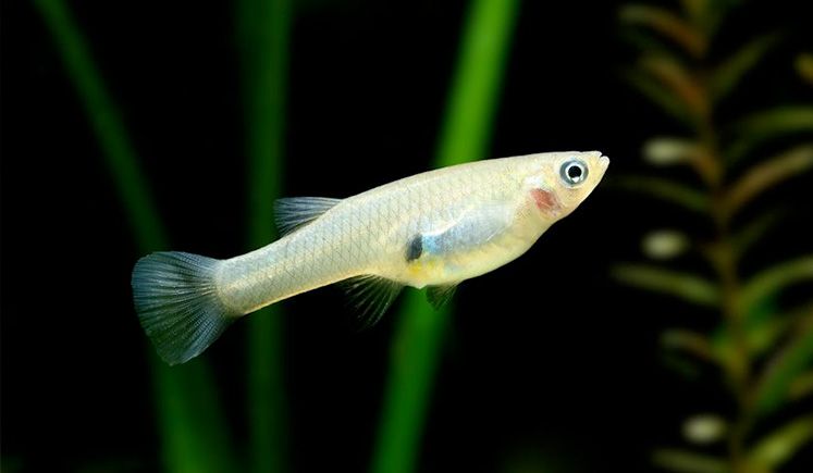 7 Fakta Unik Ikan Cere atau Guppy yang Sering Ditemui di Selokan