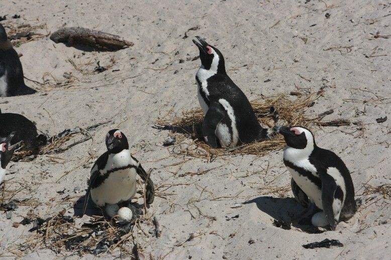 5 Fakta Unik Penguin Afrika, Penguin yang Hidup di Daerah Tropis