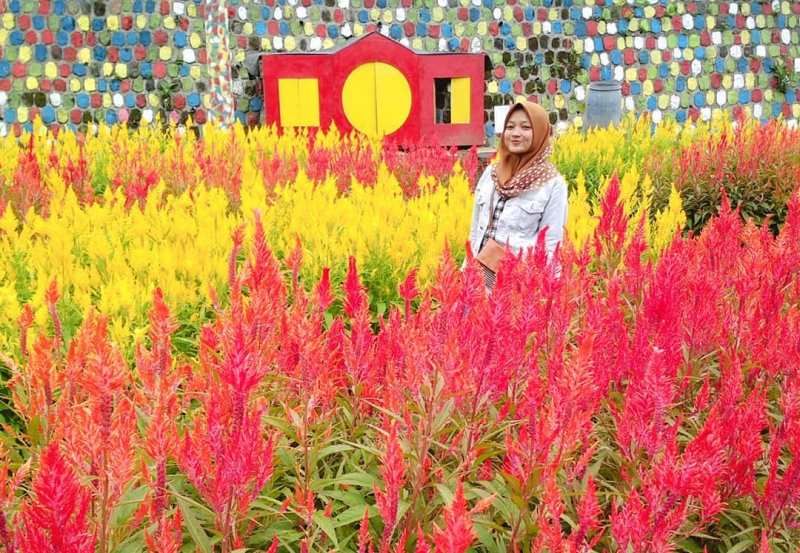 9 Wisata Taman Bunga Celosia Di Indonesia Yang Nuansanya Ala