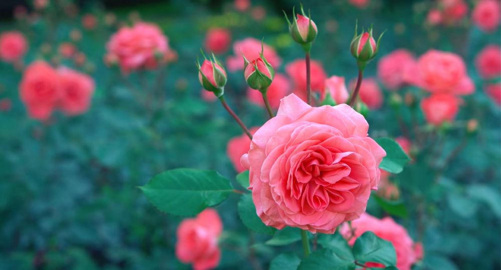  Edible  Flower 5 Bunga  di Indonesia Ini Bisa Kamu Makan Lho