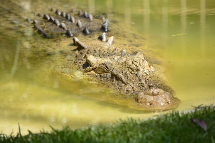 5 Fakta Unik Buaya, Mematikan Hingga Bisa Mengeluarkan Air Mata